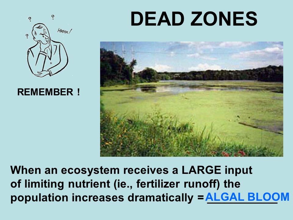 DEAD ZONES When an ecosystem receives a LARGE input of limiting nutrient (ie., fertilizer runoff) the population increases dramatically = ___________ REMEMBER .