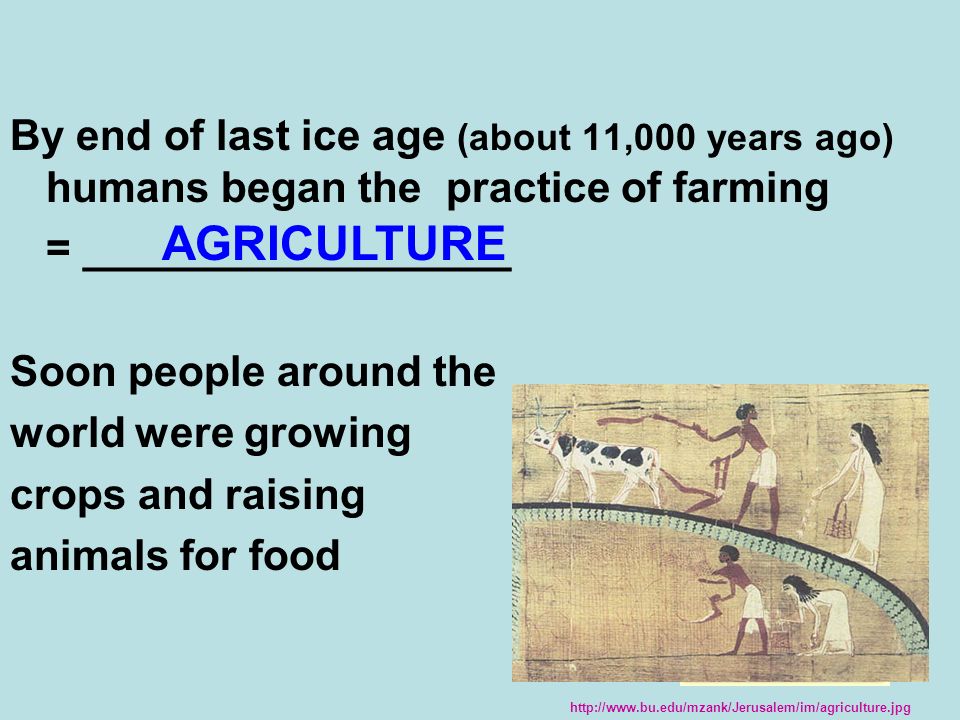By end of last ice age (about 11,000 years ago) humans began the practice of farming = __________________ Soon people around the world were growing crops and raising animals for food AGRICULTURE   agriculture