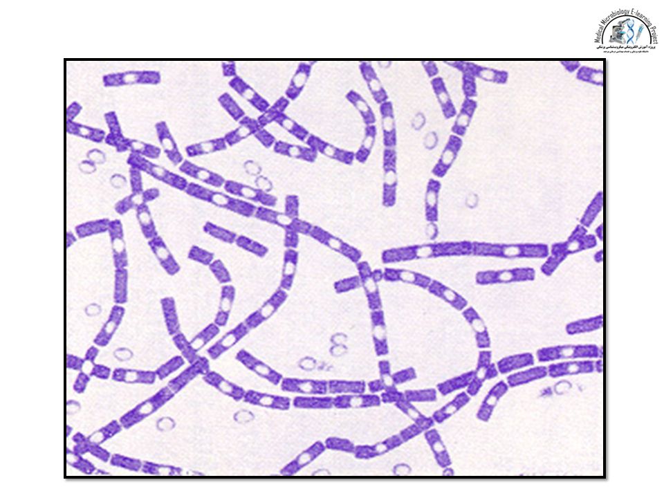 bacillus anthracis bacillus anthracis