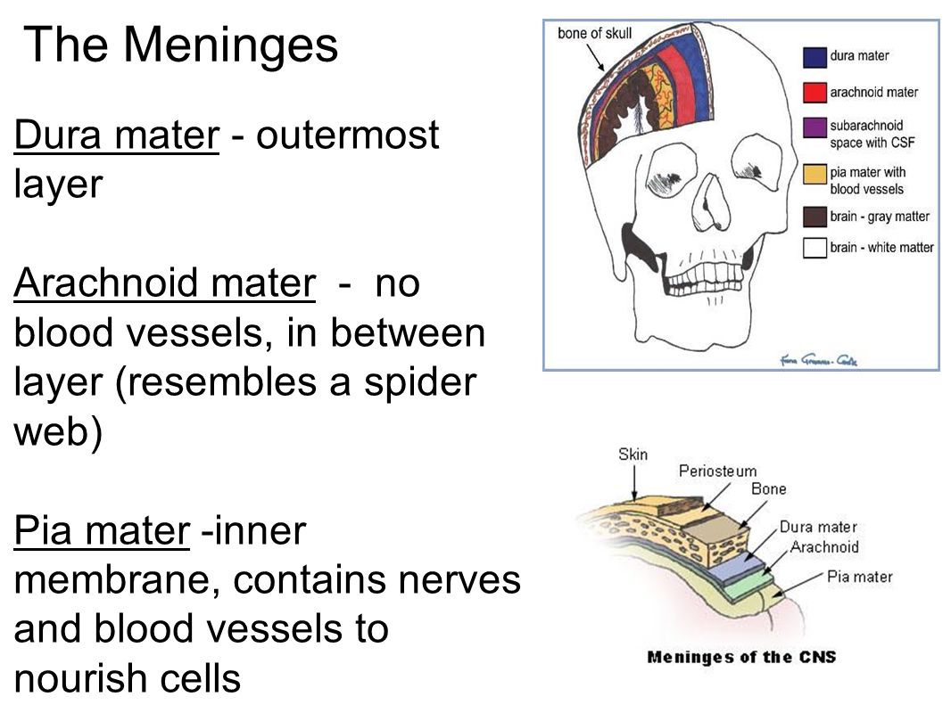 The Meninges Dura mater - outermost layer Arachnoid mater - no blood vessels, in between layer (resembles a spider web) Pia mater -inner membrane, contains nerves and blood vessels to nourish cells