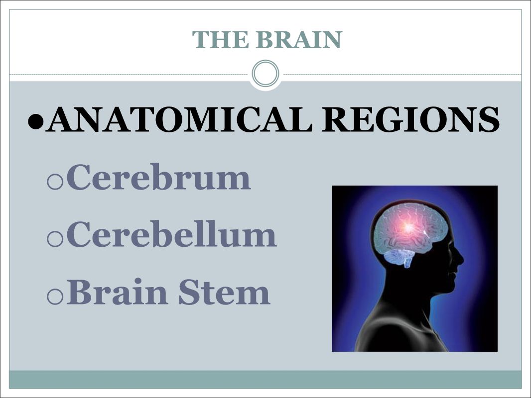 THE BRAIN ● ANATOMICAL REGIONS o Cerebrum o Cerebellum o Brain Stem
