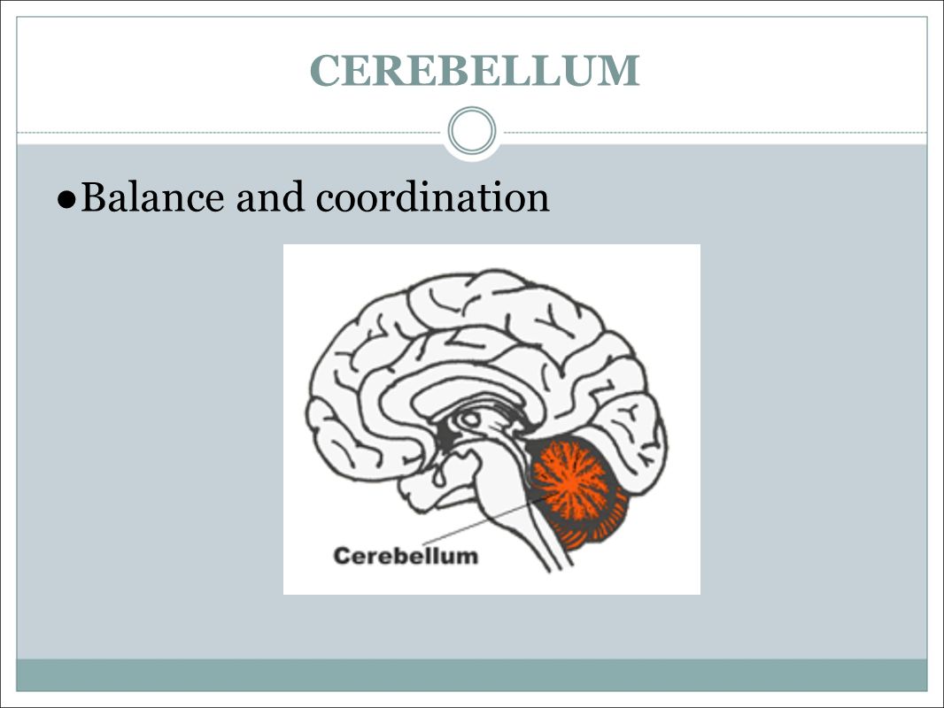 CEREBELLUM ● Balance and coordination