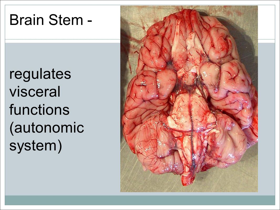 Brain Stem - regulates visceral functions (autonomic system)