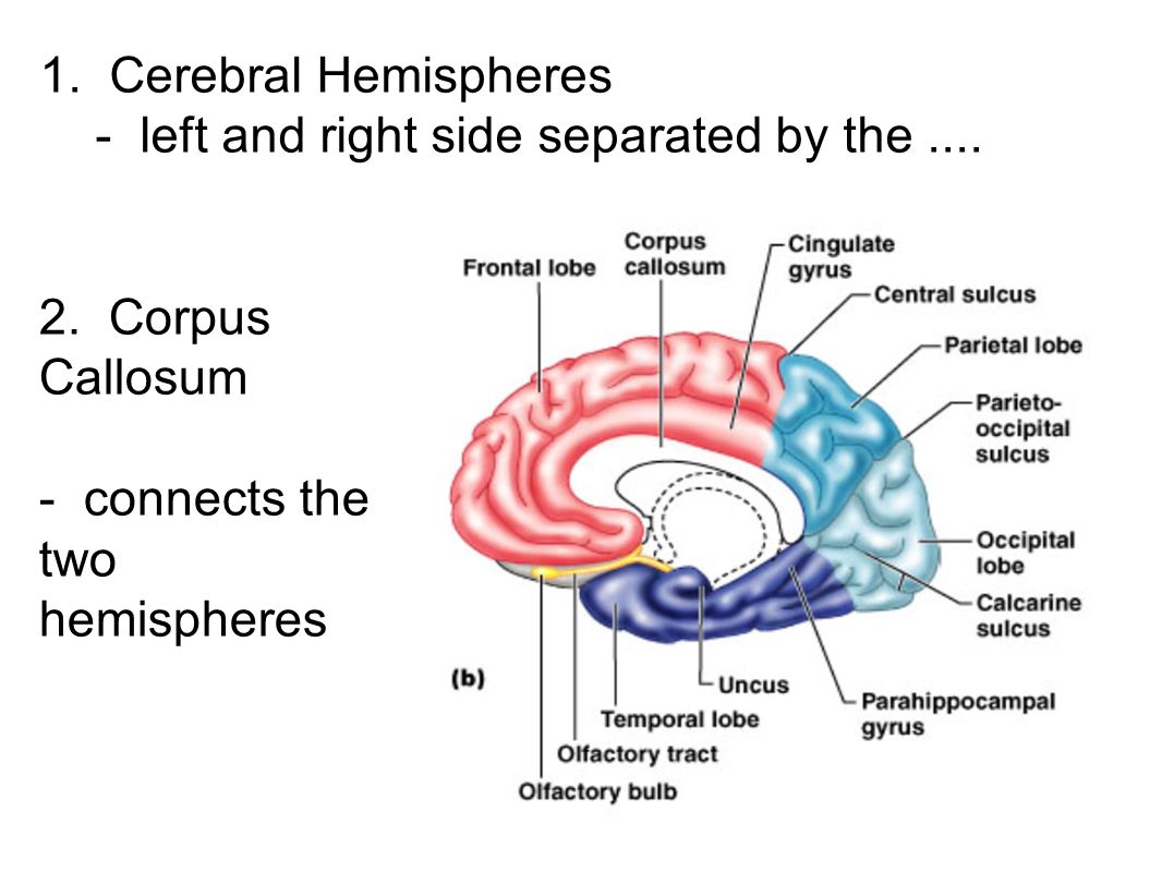 1. Cerebral Hemispheres - left and right side separated by the....