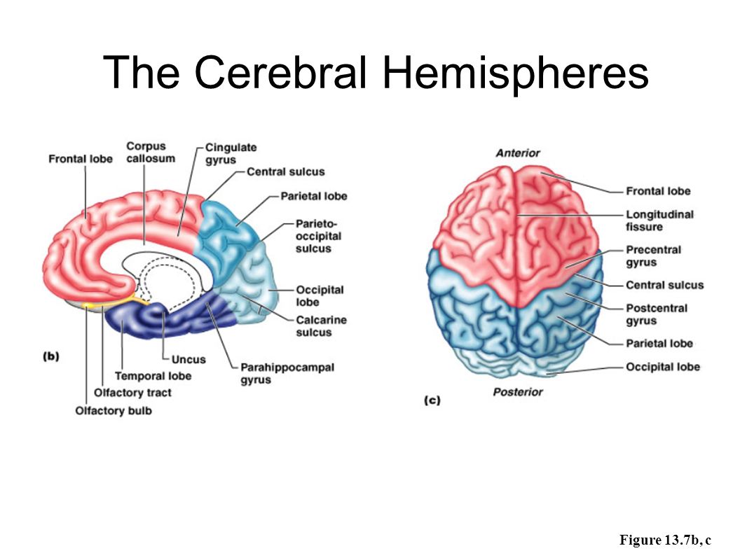 The Cerebral Hemispheres Figure 13.7b, c