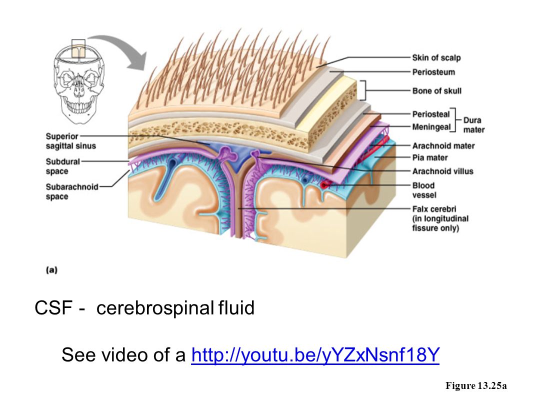 Figure 13.25a CSF - cerebrospinal fluid See video of a