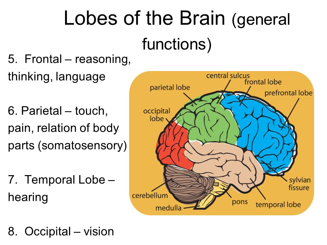 Lobes of the Brain (general functions) 5. Frontal – reasoning, thinking, language 6.