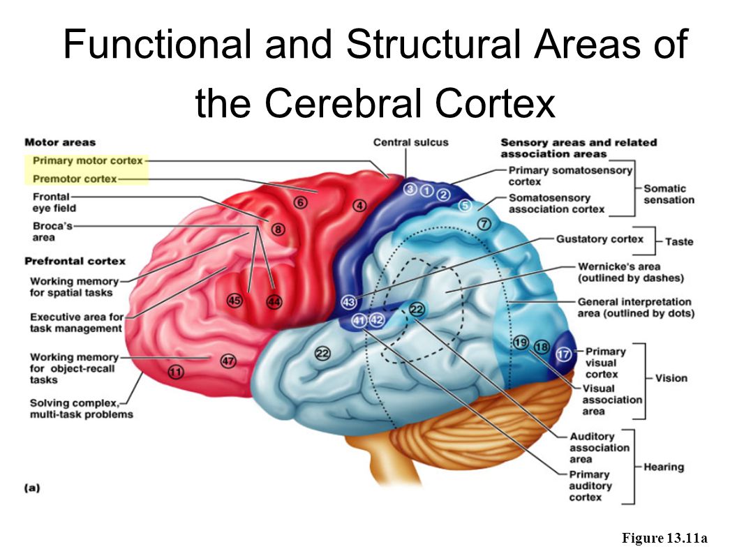Functional and Structural Areas of the Cerebral Cortex Figure 13.11a