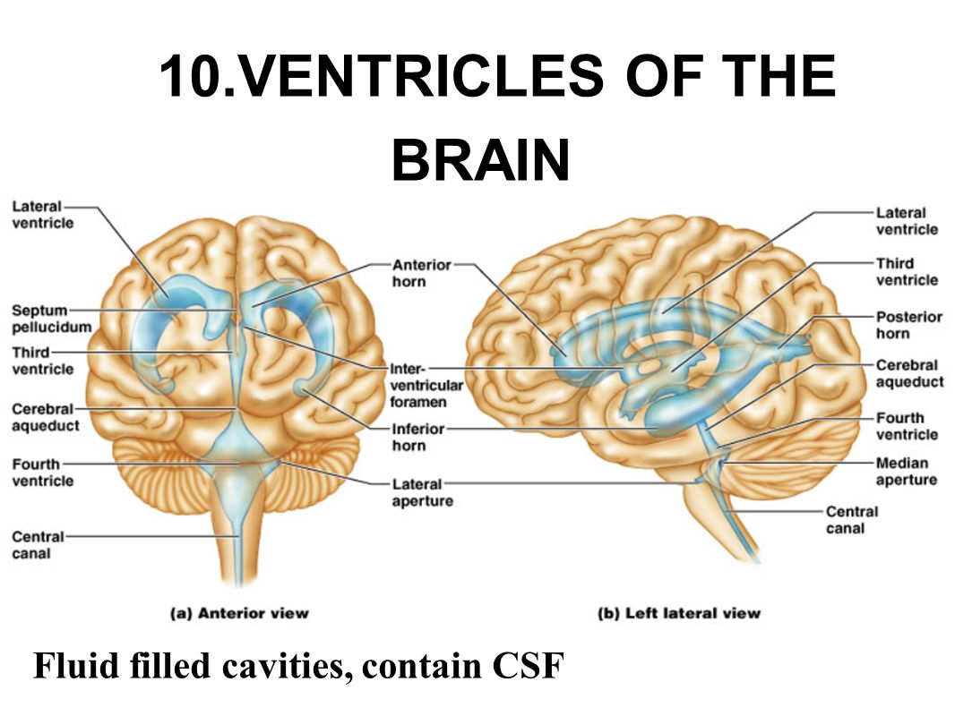 Fluid filled cavities, contain CSF 10.VENTRICLES OF THE BRAIN