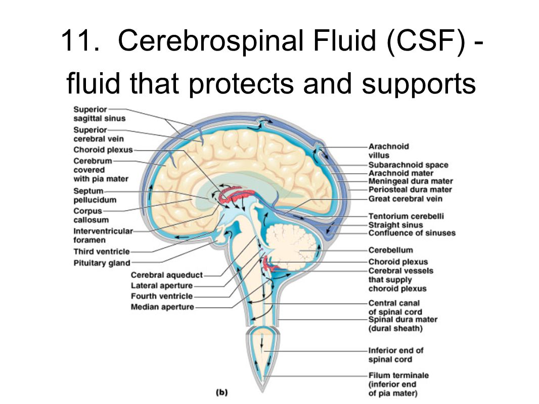 11. Cerebrospinal Fluid (CSF) - fluid that protects and supports brain Figure 13.27b