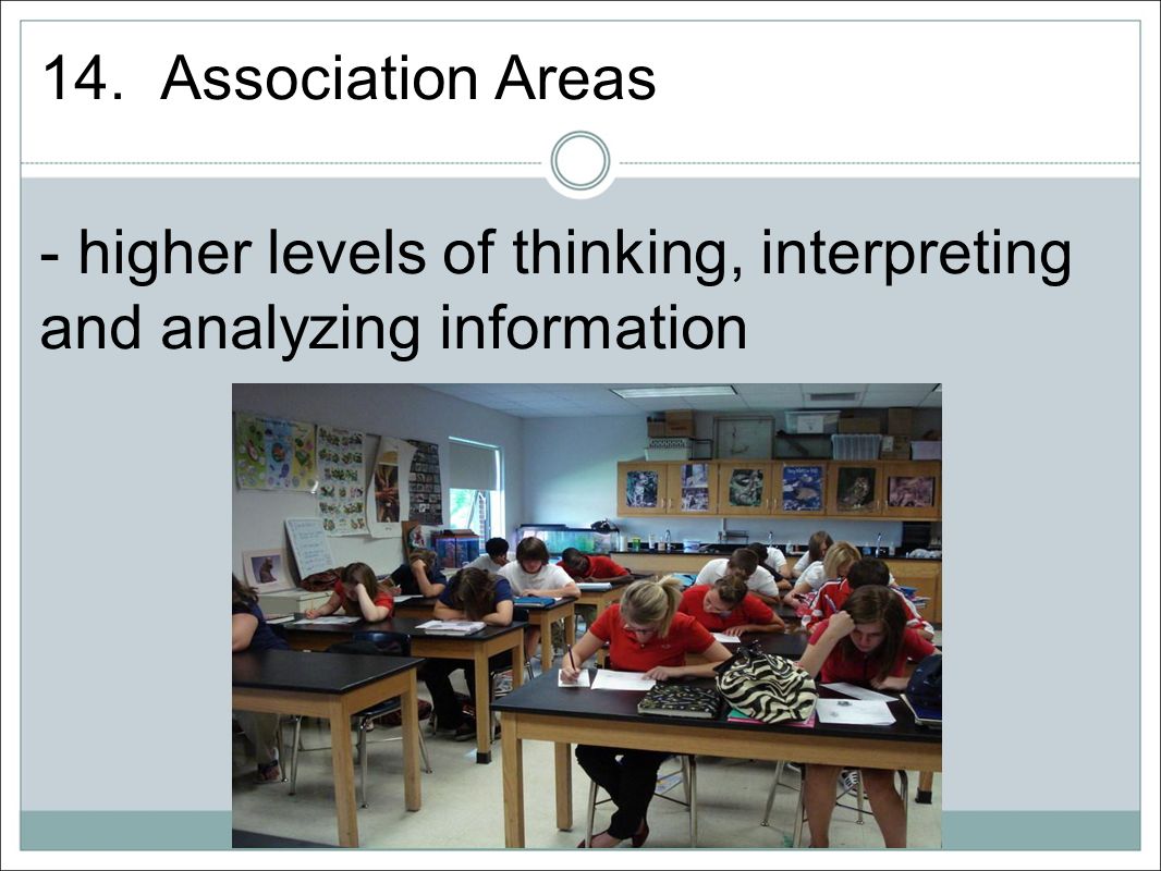 14. Association Areas - higher levels of thinking, interpreting and analyzing information