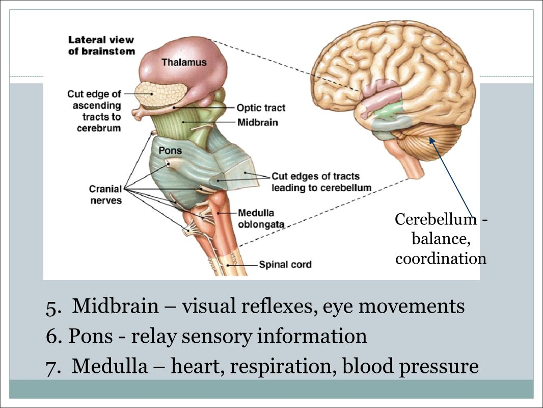 5. Midbrain – visual reflexes, eye movements 6. Pons - relay sensory information 7.
