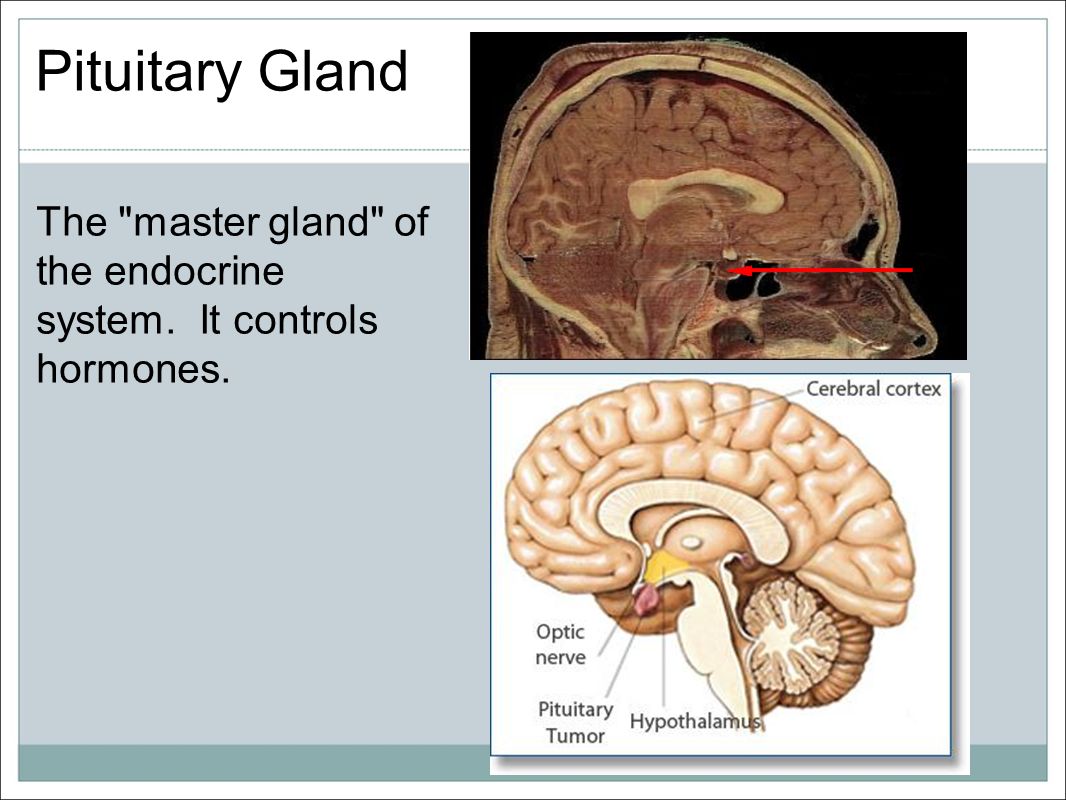 Pituitary Gland The master gland of the endocrine system. It controls hormones.