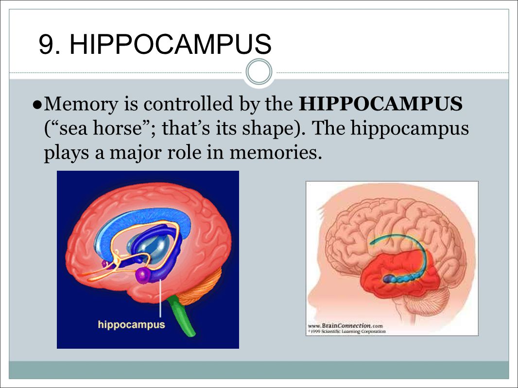 9. HIPPOCAMPUS ● Memory is controlled by the HIPPOCAMPUS ( sea horse ; that’s its shape).