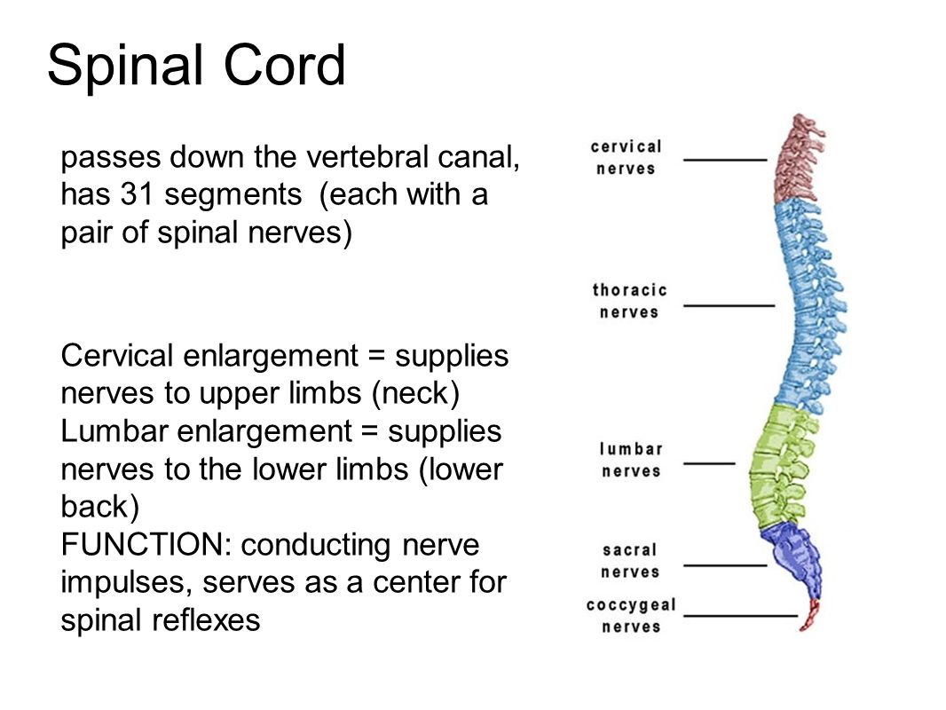 Spinal Cord passes down the vertebral canal, has 31 segments (each with a pair of spinal nerves) Cervical enlargement = supplies nerves to upper limbs (neck) Lumbar enlargement = supplies nerves to the lower limbs (lower back) FUNCTION: conducting nerve impulses, serves as a center for spinal reflexes