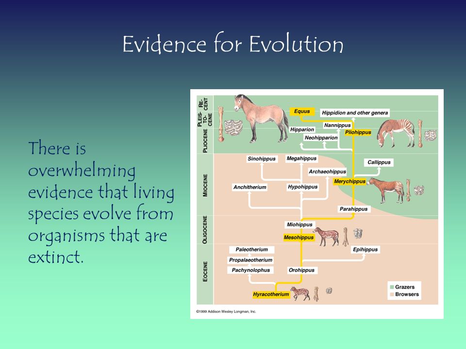 precursors to the theory of evolution I have not been able to find any precursors to darwin's theory that many non-adaptive features of animals are the result not of natural selection evolution, so. precursors to the theory of evolution I have not been able to find any precursors to darwin's theory that many non-adaptive features of animals are the result not of natural selection evolution, so.