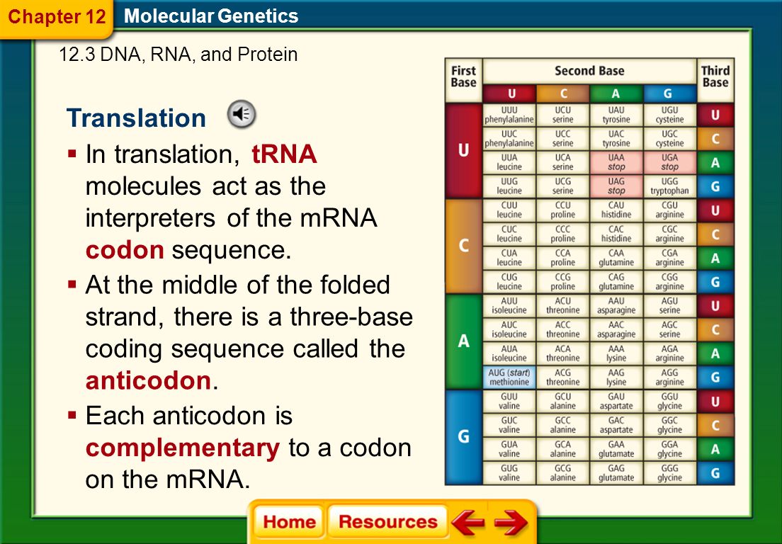 Molecular Genetics The Code  Experiments during the 1960s demonstrated that the DNA code was a three-base code.
