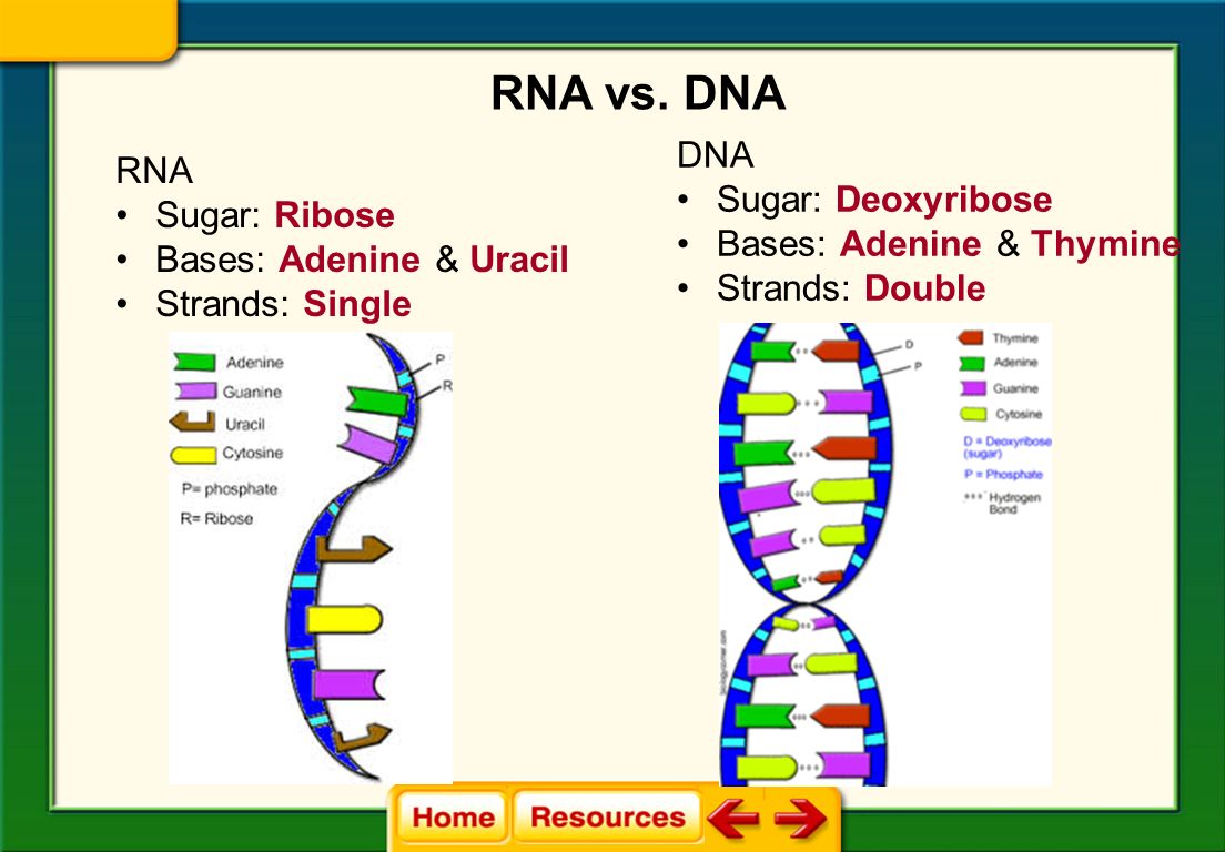 12.3 DNA, RNA, and Protein Molecular Genetics Central Dogma  RNA  Contains the sugar ribose and the base uracil  Usually is single stranded Chapter 12 DNA to RNA…RNA to Protein