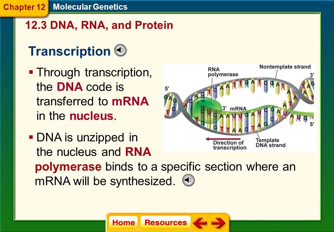 Molecular Genetics 12.3 DNA, RNA, and Protein Chapter 12