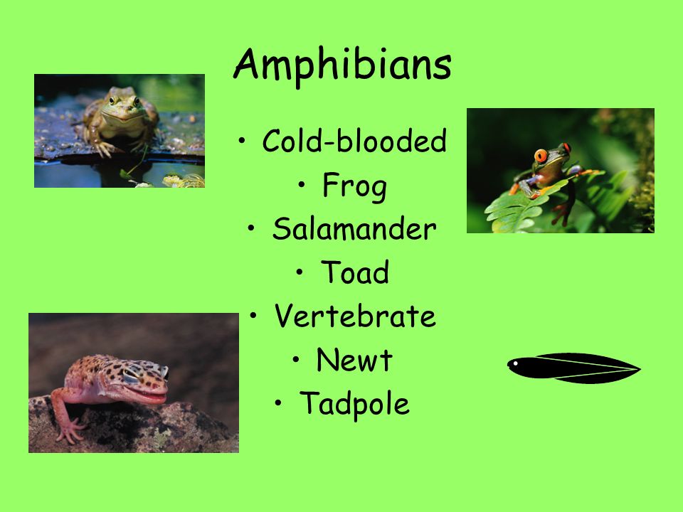 Amphibians Cold-blooded Frog Salamander Toad Vertebrate Newt Tadpole