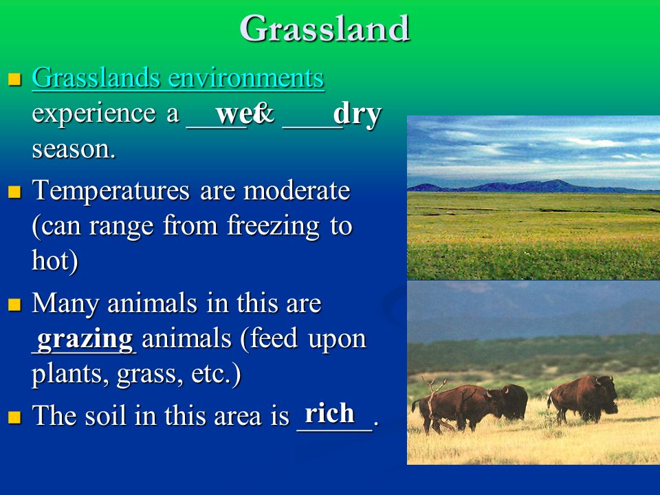 Grassland Grasslands environments experience a ____ & ____ season.