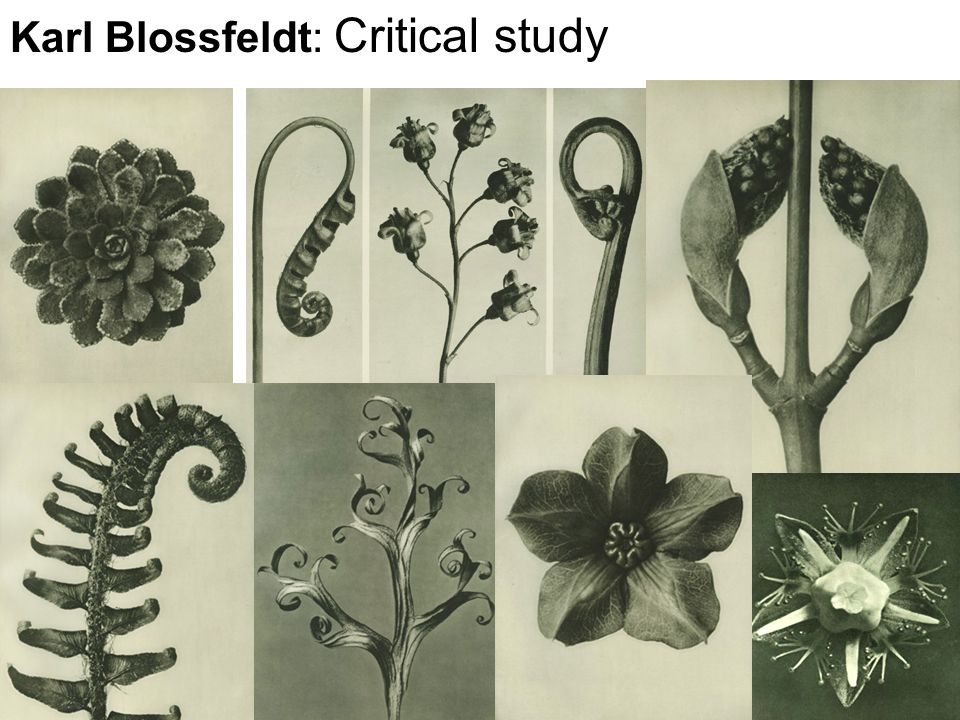 Karl Blossfeldt: Critical study