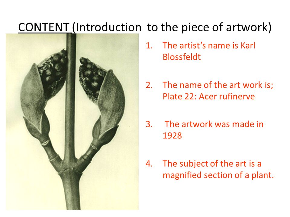 CONTENT (Introduction to the piece of artwork) 1.The artist’s name is Karl Blossfeldt 2.The name of the art work is; Plate 22: Acer rufinerve 3.