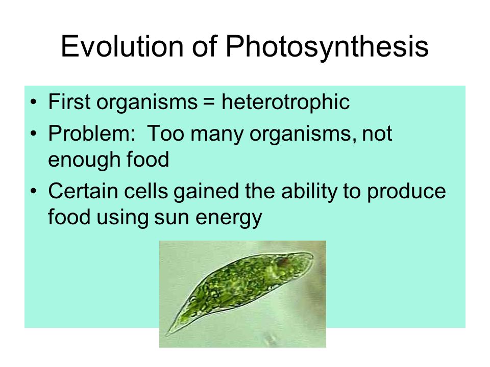 heterotrophic organisms