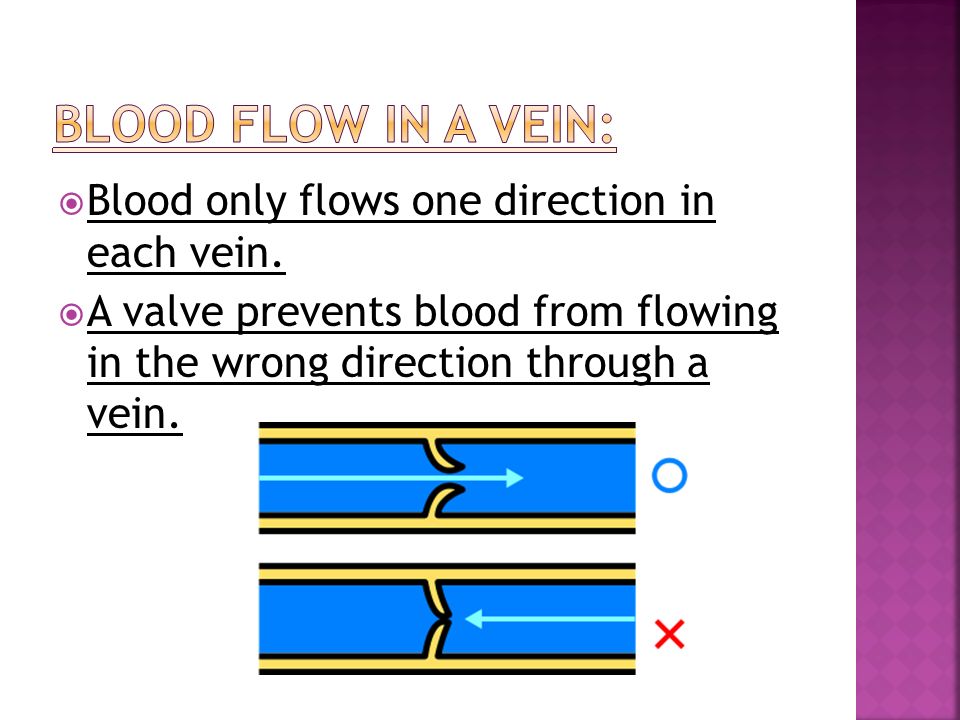  Blood only flows one direction in each vein.