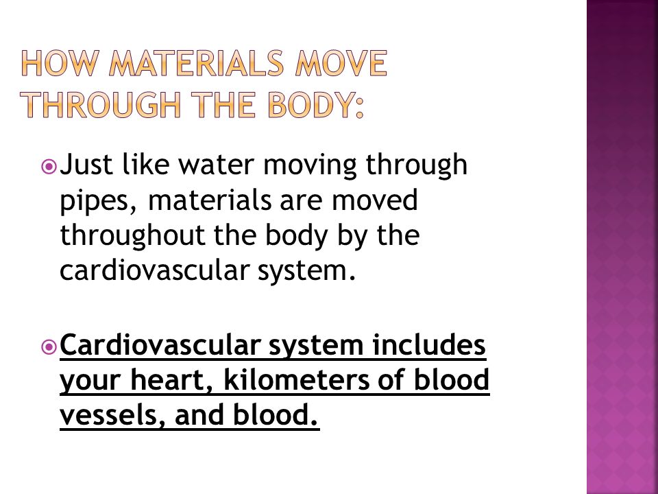  Just like water moving through pipes, materials are moved throughout the body by the cardiovascular system.