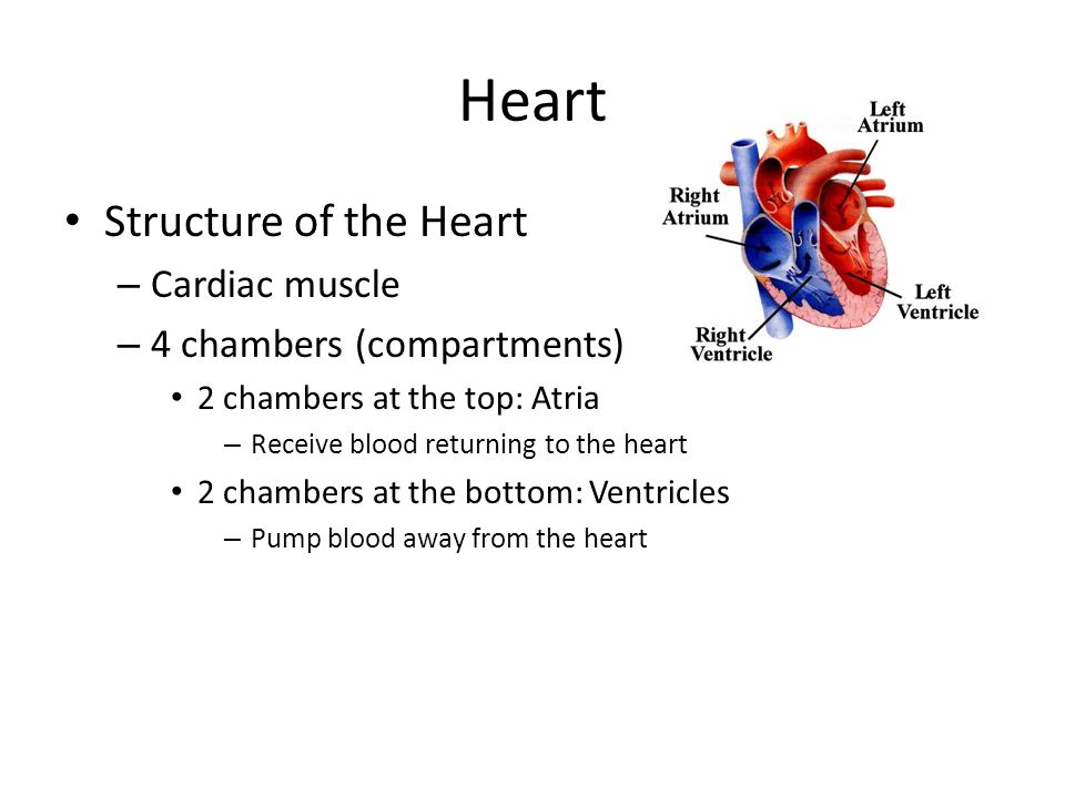 Heart Structure of the Heart – Cardiac muscle – 4 chambers (compartments) 2 chambers at the top: Atria – Receive blood returning to the heart 2 chambers at the bottom: Ventricles – Pump blood away from the heart