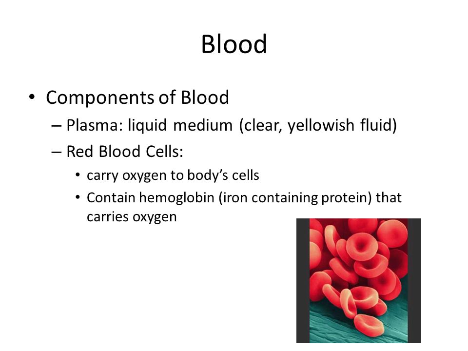Blood Components of Blood – Plasma: liquid medium (clear, yellowish fluid) – Red Blood Cells: carry oxygen to body’s cells Contain hemoglobin (iron containing protein) that carries oxygen
