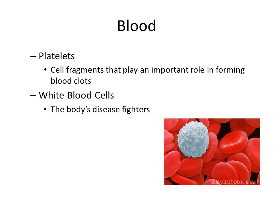 Blood – Platelets Cell fragments that play an important role in forming blood clots – White Blood Cells The body’s disease fighters