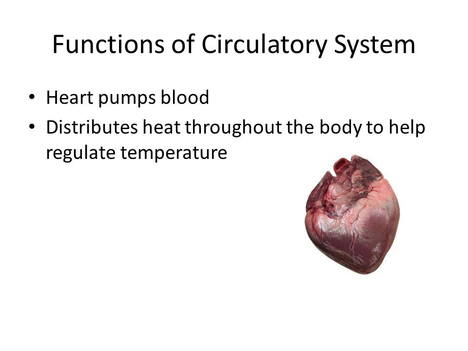 Functions of Circulatory System Heart pumps blood Distributes heat throughout the body to help regulate temperature