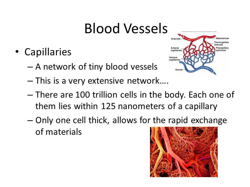 Blood Vessels Capillaries – A network of tiny blood vessels – This is a very extensive network….
