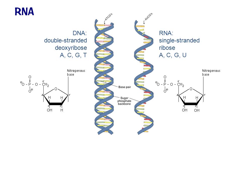 is rna single stranded under fontanacountryinn com is rna single stranded