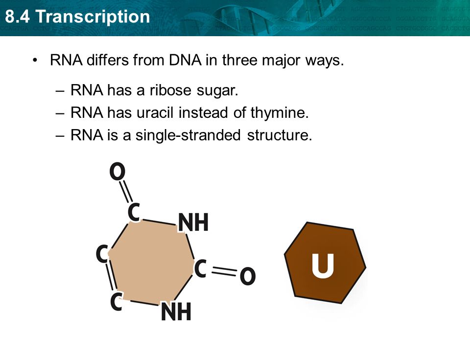 8.4 Transcription RNA differs from DNA in three major ways.
