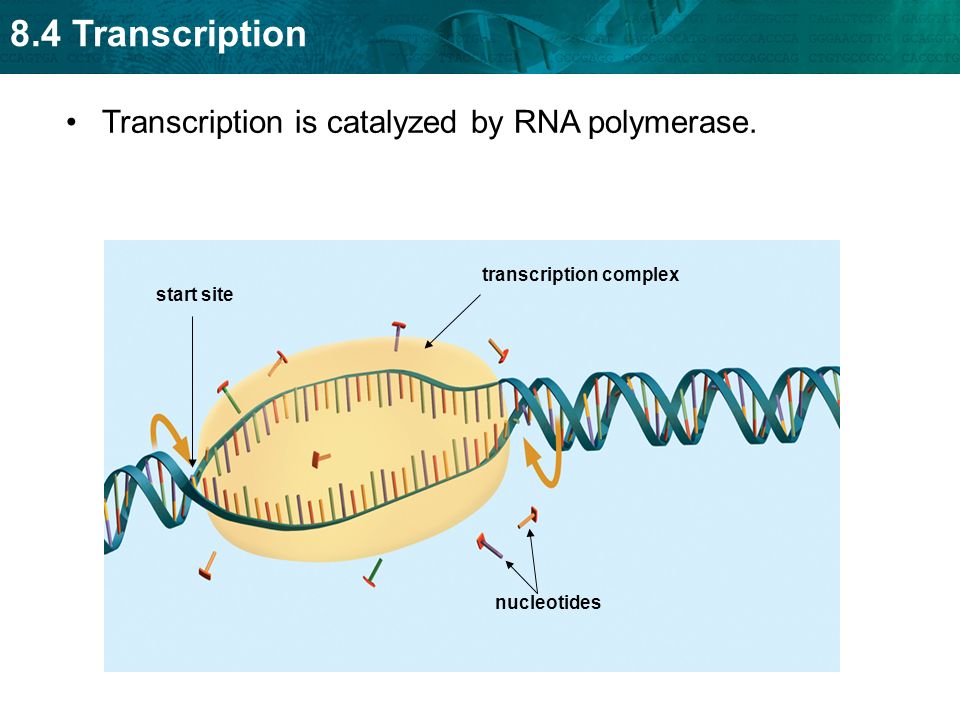 8.4 Transcription Transcription is catalyzed by RNA polymerase.