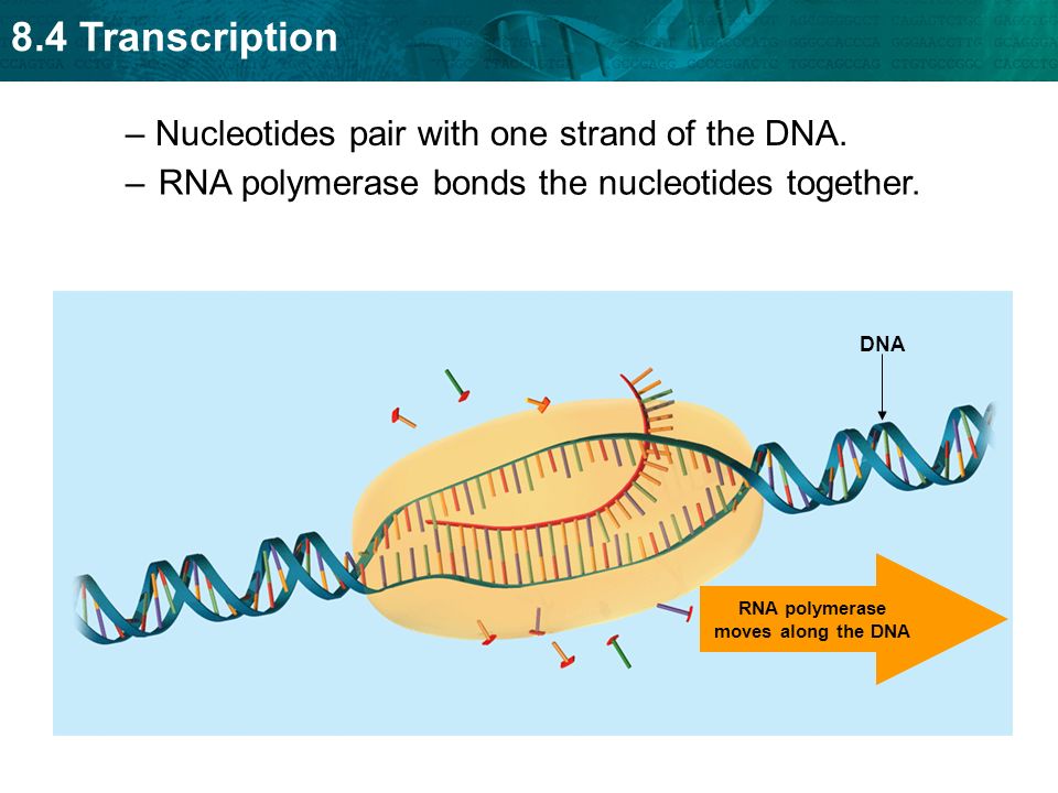 8.4 Transcription –RNA polymerase bonds the nucleotides together.