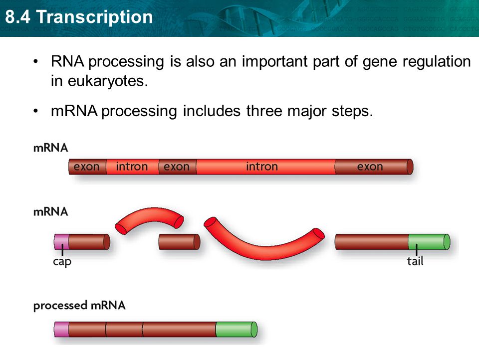 8.4 Transcription RNA processing is also an important part of gene regulation in eukaryotes.