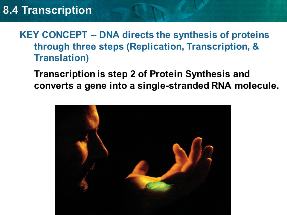 8.4 Transcription KEY CONCEPT – DNA directs the synthesis of proteins through three steps (Replication, Transcription, & Translation) Transcription is step 2 of Protein Synthesis and converts a gene into a single-stranded RNA molecule.