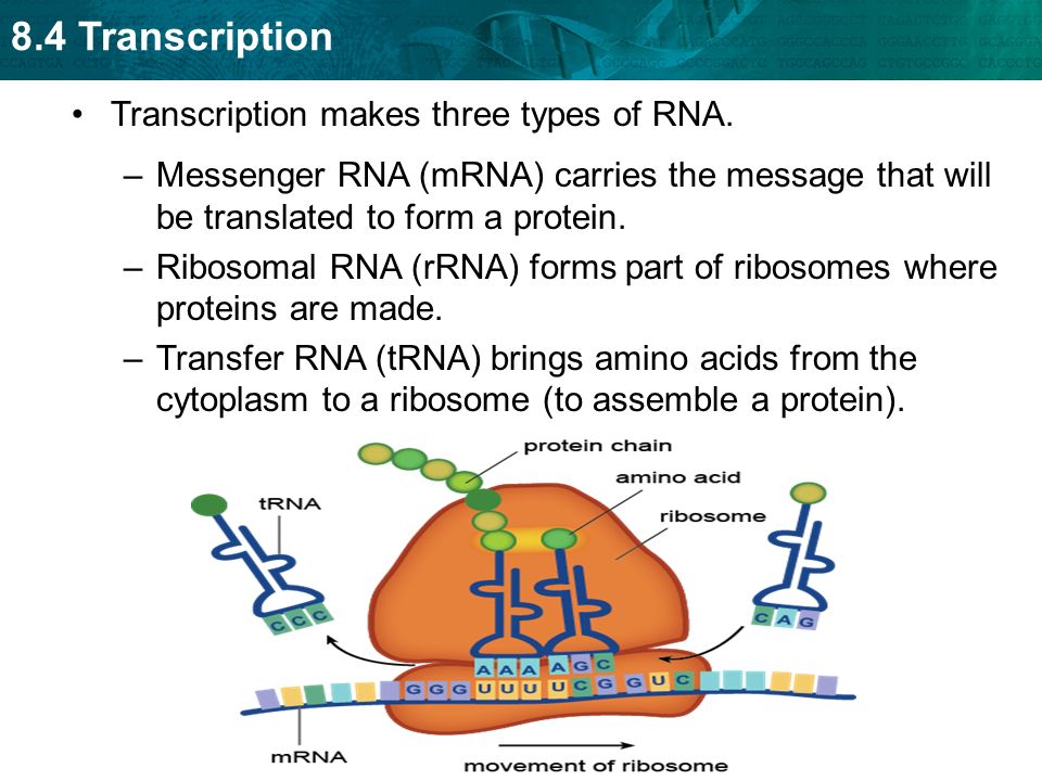 8.4 Transcription Transcription makes three types of RNA.
