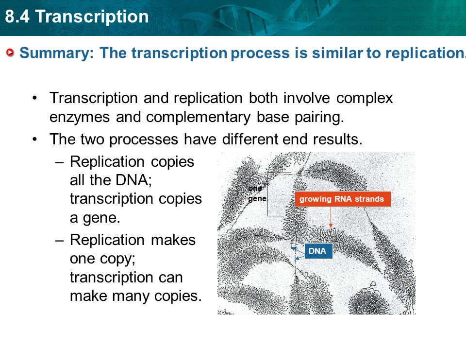 8.4 Transcription Summary: The transcription process is similar to replication.