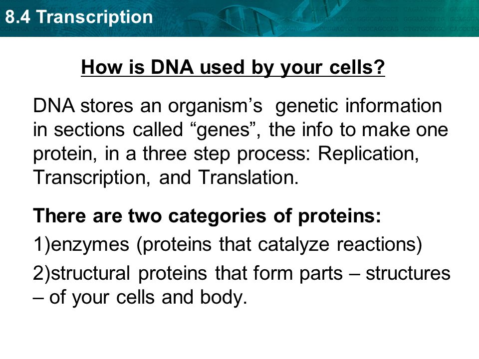 8.4 Transcription How is DNA used by your cells.