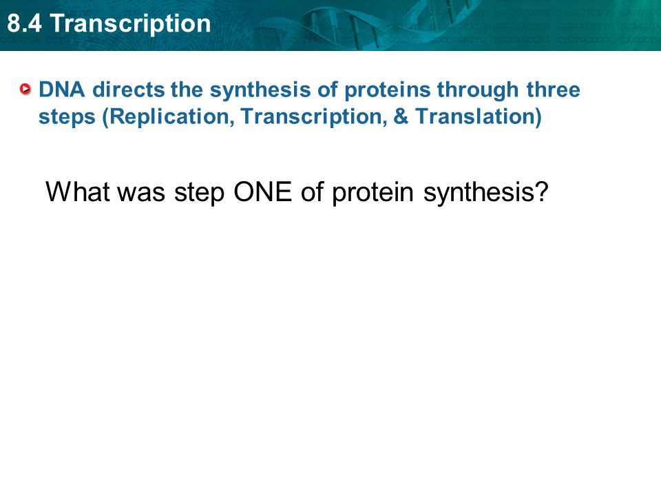 8.4 Transcription DNA directs the synthesis of proteins through three steps (Replication, Transcription, & Translation) What was step ONE of protein synthesis