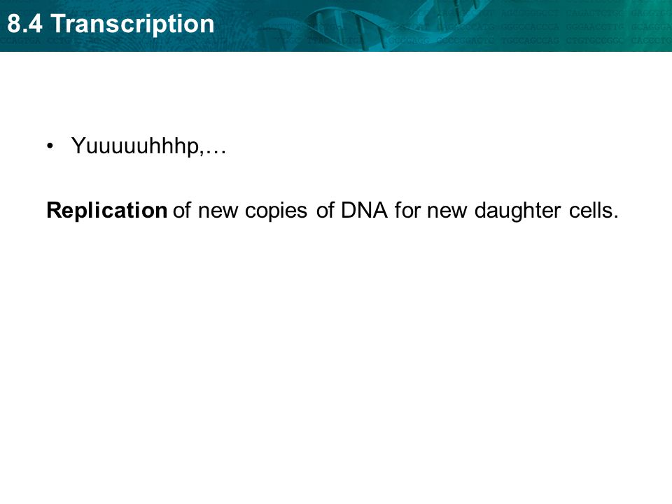 8.4 Transcription Yuuuuuhhhp,… Replication of new copies of DNA for new daughter cells.