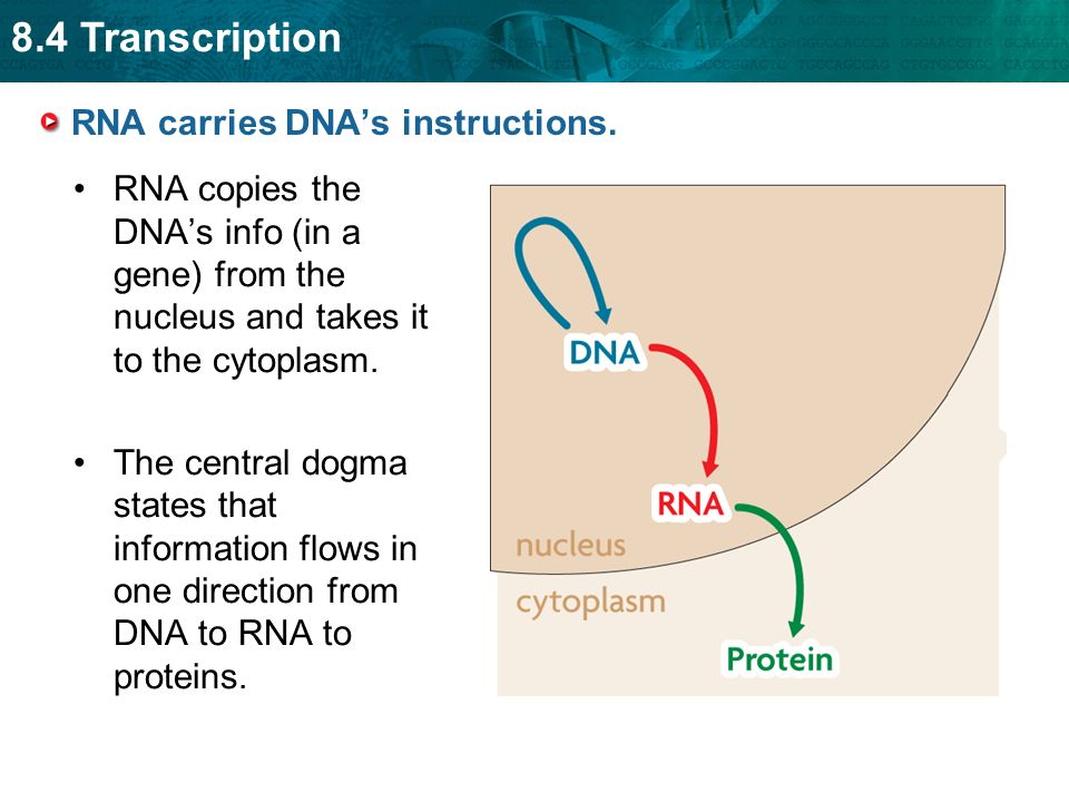 8.4 Transcription RNA carries DNA’s instructions.