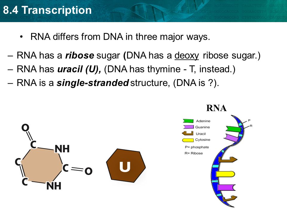 8.4 Transcription RNA differs from DNA in three major ways.