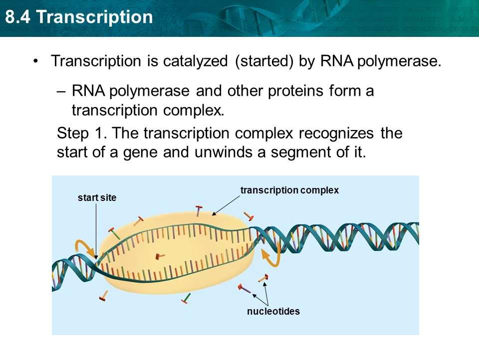8.4 Transcription Transcription is catalyzed (started) by RNA polymerase.