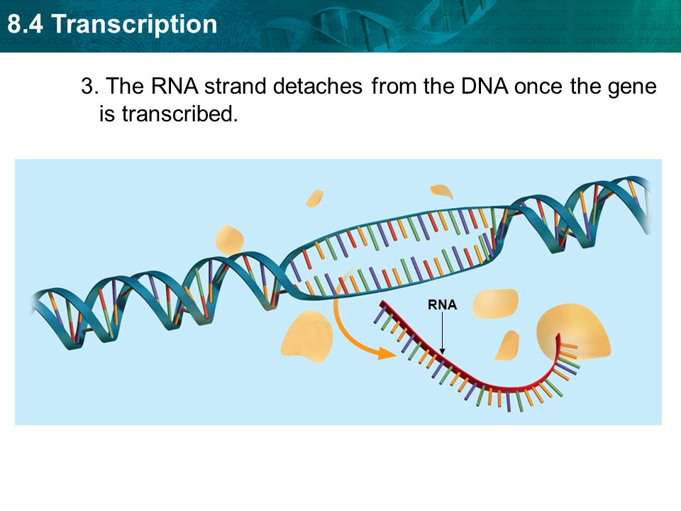 8.4 Transcription 3. The RNA strand detaches from the DNA once the gene is transcribed. RNA